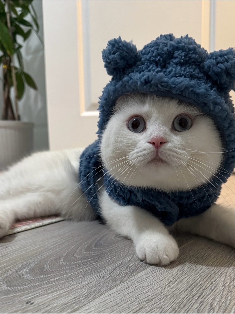 Plush Gray Fleece Cat Hat and Vest - Cozy Pet Costume